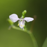 Rhopalephora scaberrima (Blume) Faden